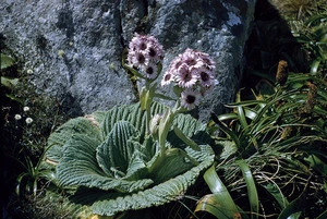 Photograph of Pleurophylum speciosum, Campbell Island