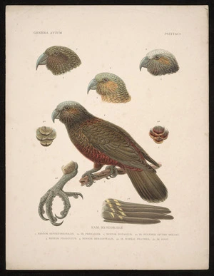 [Salvadori, Tommaso, Count], 1835-1923 :Genera avium. Psittaci. Fam Nestoridae. [1905]