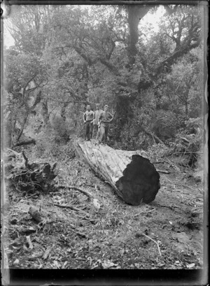 Three timber workers standing on a log in native bush on the Mountain Rimu Timber Company's property at Mamaku.
