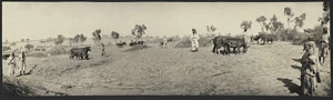 Panoramic view of harvesting in Southern Palestine