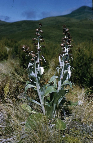 Photograph of Pleurophyllum criniferum, Campbell Island