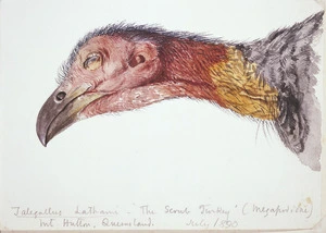 Lister Family :Talegallus Lathami - the scrub turkey (megapodidae) Mt Hutton Station, Queensland, July 1890