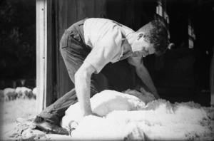 Man shearing a sheep