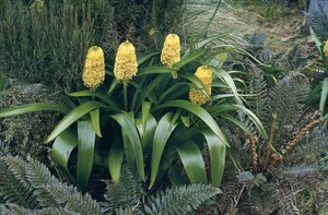 Photograph of Bulbinella rossii (Chrysobactron rossii) in flower, Campbell Island