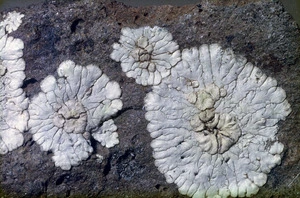 Photograph of a lichen (Parmeliaceae family), Campbell Island