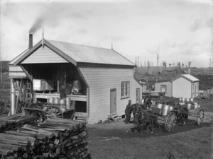 Men loading horse-drawn carts with milk cans ready for transport to a factory in the Taranaki district