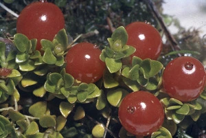 Fruit and leaves of Coprosma pumila, Campbell Island