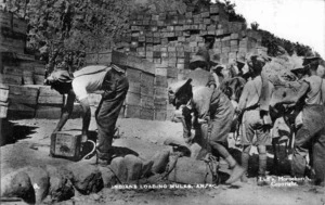 Indian troops unloading Mules, Gallipoli, Turkey