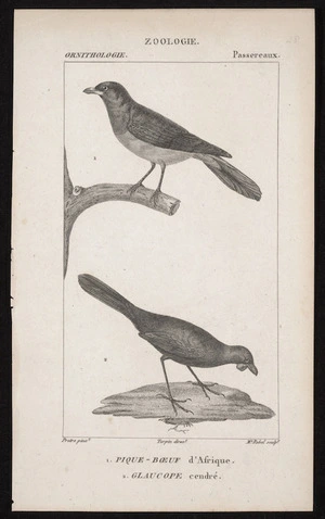Pretre, I? G? fl 1820s-1830s :1. Pique-boeuf d'Afrique; 2. Glaucope cendre. Zoologie. Ornithologie. Passereaux. Pretre pinxt; Turpin dirext; Me Rebel sculptis, 1816-1830?]