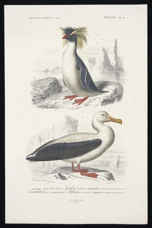 Travies, Edward, 1809-1868? :6eme ordre Palmipedes. 1. Plongeurs - Gorfou sauteur (aptenodytes chrysocoma, Gm ...); 2. Longipennes. Albatros mouton (Diomedea exulans ...). Travies pinx.; Fournier sc. Dict. Univ. d'Hist. Nat. Oiseaux Pl II. Imp Lamoureux, no. 134. [ca 1841-1849]