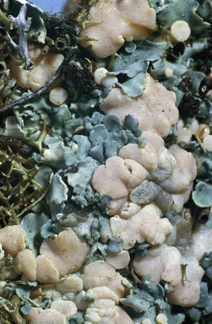 Photograph of a lichen (Baeomyces species), Campbell Island