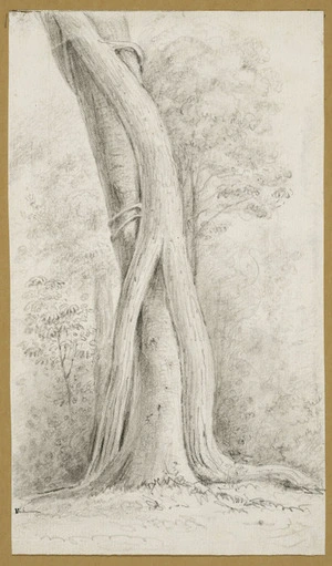 Swainson, William, 1789-1855 :Rata, no. 3. Rata embracing a Pukatia tree. [1845]