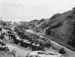 Lines of mules, Gallipoli, Turkey