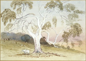 [Fox, William] 1812-1893 :Gum tree at Pewsey Vale S[outh] Australia [1865?]