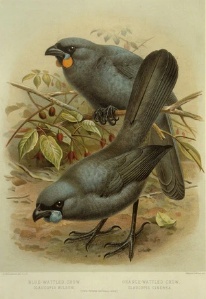 Keulemans, John Gerrard 1842-1912 :Blue-wattled crow, Glaucopis wilsoni. Orange-wattled crow, Glaucopis cinerea. (Two-thirds natural size). / J. G. Keulemans delt. & lith. [Plate I. 1888].