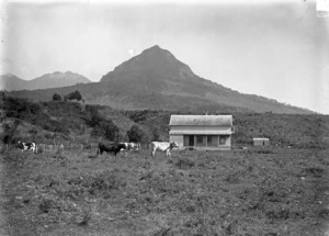 View of a farm house with cattle grazing around it, in the East Coast