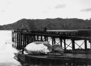 Whale, and casks of oil ready for shipment, Whangamumu wharf