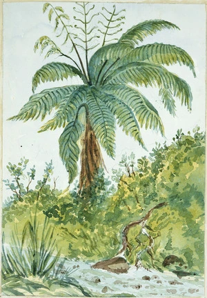 [Fox, William] 1812-1893 :[Tree fern. ca 1860]