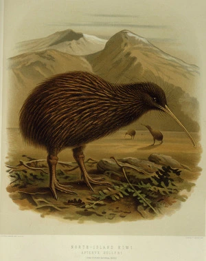 Keulemans, John Gerrard, 1842-1912 :North-Island kiwi. Apteryx Bulleri (two-fifths natural size). / J. G. Keulemans delt. & lith. [Plate XLVII 1888].