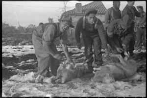 World War 2 Maori Battalion soldiers preparing sheep for dinner, Italy