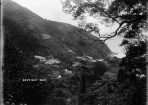 Scene from the bush, in Days Bay, Lower Hutt