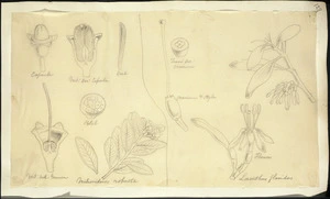 [Buchanan, John] 1819-1898 :Metrosideros robusta. Loranthus flavidus. [ca 1870]