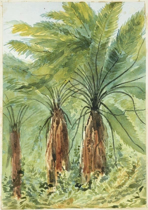 [Fox, William] 1812-1893 :[Tree ferns. ca 1860]