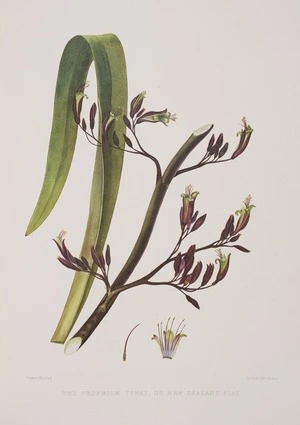 King, Martha 1803?-1897 :The phormium tenax, or New Zealand flax. Drawn by Miss King. [1842] Day & Haghe. London, Smith, Elder [1845]