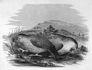 Buchanan, John, 1819-1898 :[Kakapo. ca 1860]