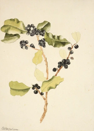 [Halcombe, Edith Stanway (Swainson)] 1844-1903 :Pittosporum. At Urenui [18]87