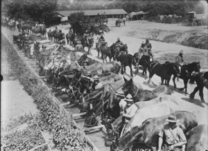 New Zealand horses and troops at a watering point in Louvencourt, France, during World War 1