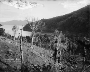 Hillside with trees and stumps, alongside Endeavour Inlet, Marlborough Sounds