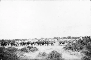 Indian Mule Corps watering their mules at Gallipoli