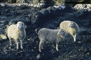 Photograph of three sheep, Campbell Island