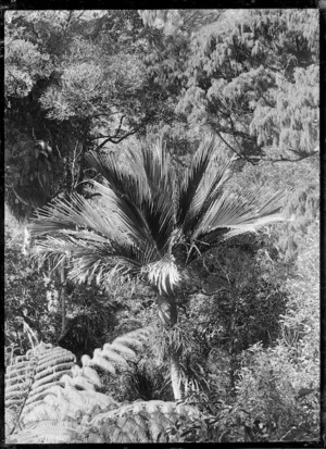 Native bush with nikau palm in centre, at Korokoro.