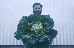 Cook, Bob Rae, showing off a cabbage from the vegetable garden, Campbell Island