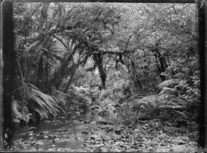 Native bush and stream at Korokoro.