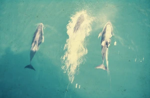 Dusky dolphins snapped from the bow of Holmlglen heading south, 1958