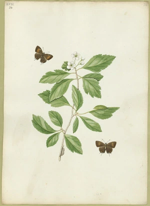 Abbot, John, 1751-1840 :Brown hair streak butterfly. [ca 1816-1818]