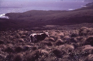 Photograph of a cow, Campbell Island