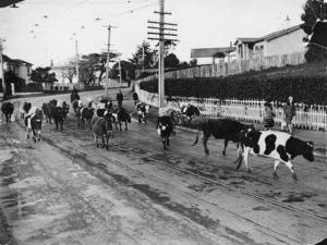Cows, Karori Road, Wellington