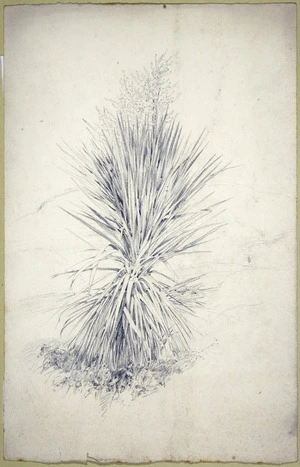 [Hodgkins, William Mathew] 1833-1898 :[Young cabbage tree. ca 1880]