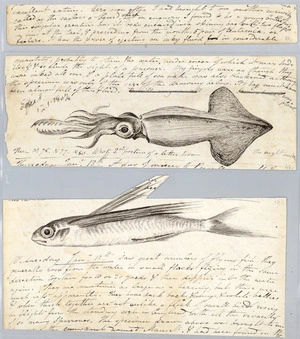 Diary fragments including sketches of flying fish and squid