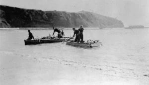 Sea birds being harvested to be sent to the Maori Battalion during World War II