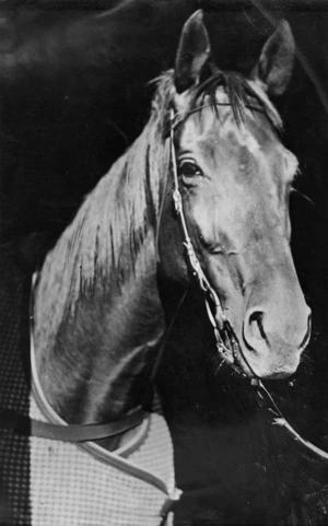 Racehorse Phar Lap - Photograph taken by the Evening Post