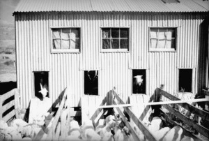 Corrugated iron shearing shed and holding pens for shorn sheep