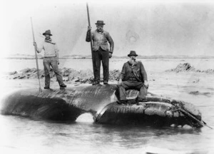 Tom Jackson, Tom Norton and Jim Norton and whale, Kaikoura