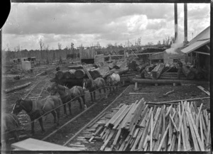 Team of horses hauling logs at the Rangataua sawmill.