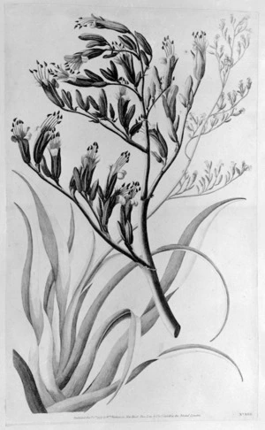 Artist unknown :Flax plant of New Zealand. London, Strahan, 1777.