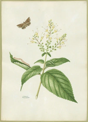 Abbot, John, 1751-1840 :Maple moth. [ca 1820]
